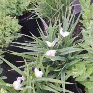 Tradescantia blanche