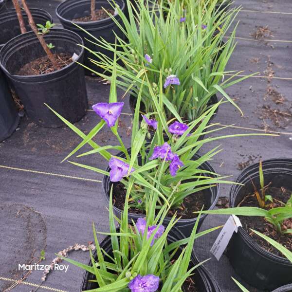 Tradescantia blanche – Image 2