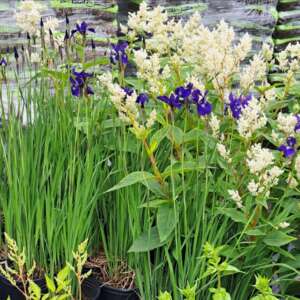 Iris versicolor bleu royal